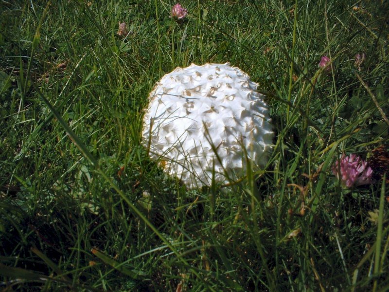 Calvatia utriformis